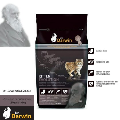 dr.darwn Kitten evolution copy2